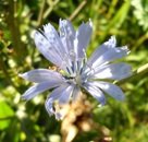 Cicoria